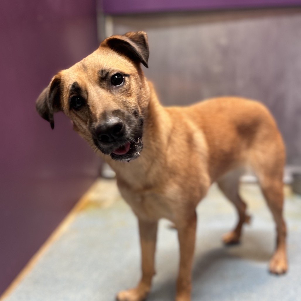HERSHEY - Shepherd available for adoption
