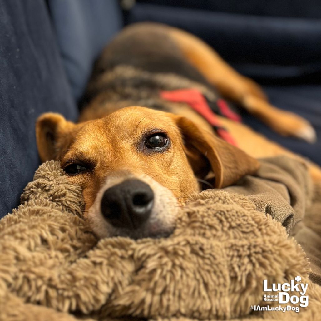 MR. PARKER - Hound / Mix available for adoption