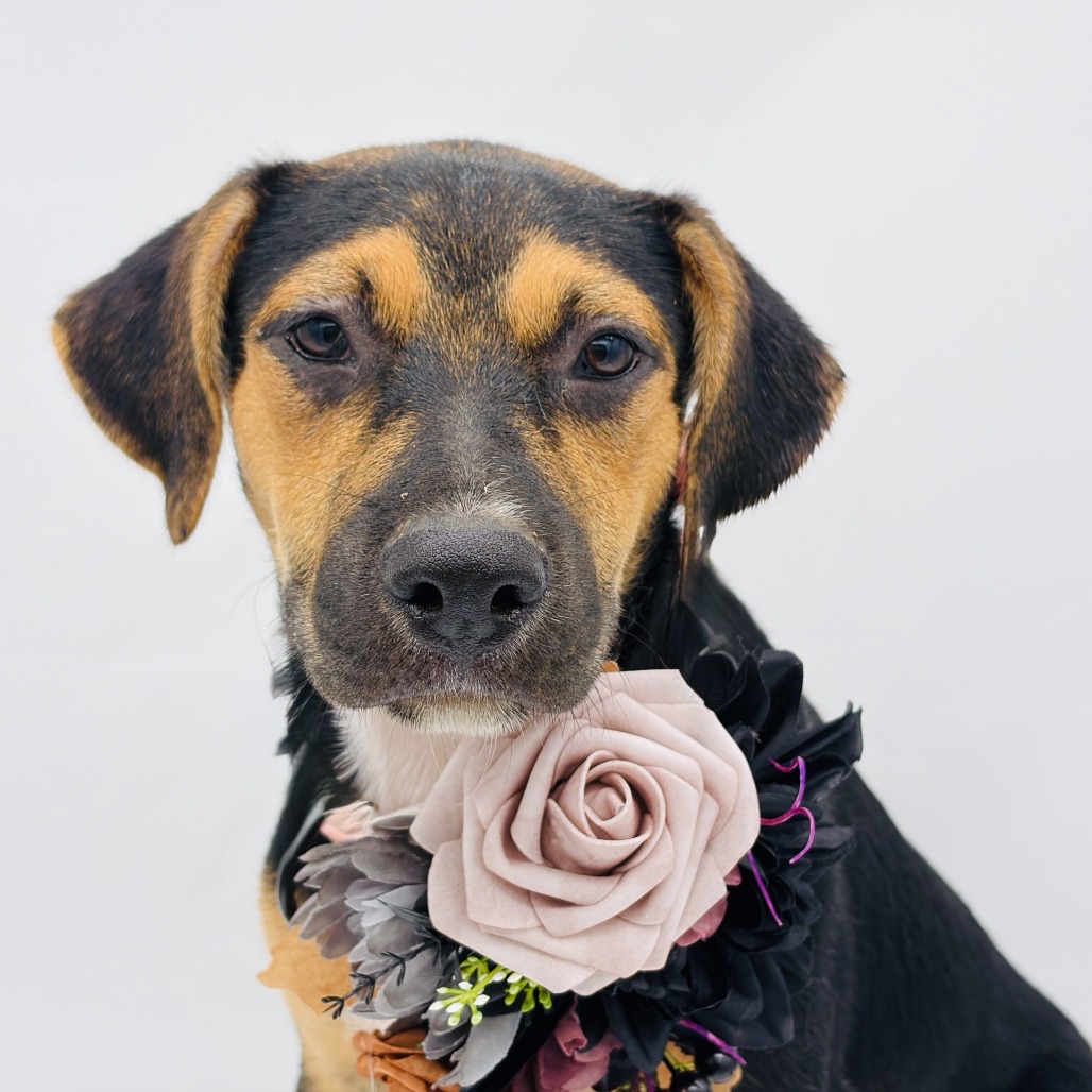 Roxie, photo 3