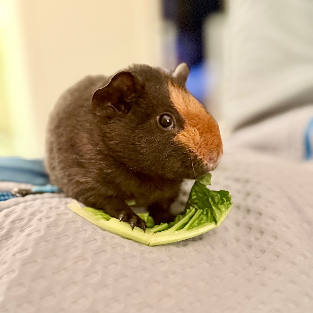 Photo of Hashbrown