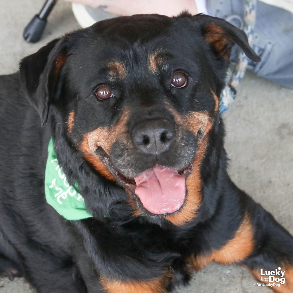 HARPER - Rottweiler / Mix available for adoption