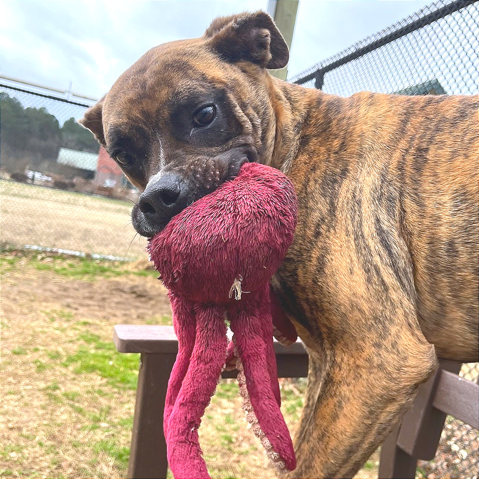 Mayweather — thumbnail 7