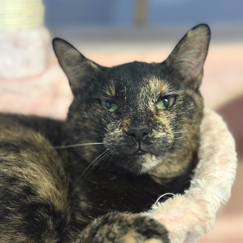 Another portrait of Pixel