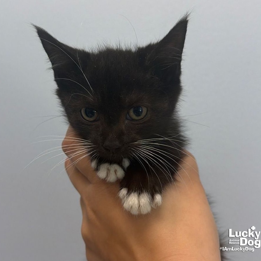 DUCHESS - Domestic Medium Hair available for adoption