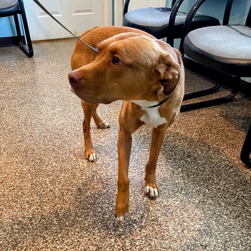 Archer — thumbnail 2