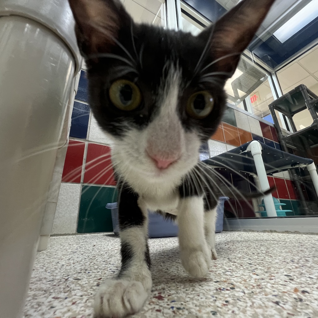 TAHITI (661116) - Domestic Shorthair available for adoption
