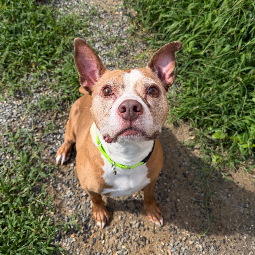 Bubba, photo 6