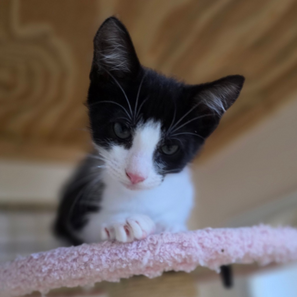 Oreo - Chino Hills Location, photo 4