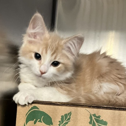 NEW BALANCE - Domestic Medium Hair available for adoption