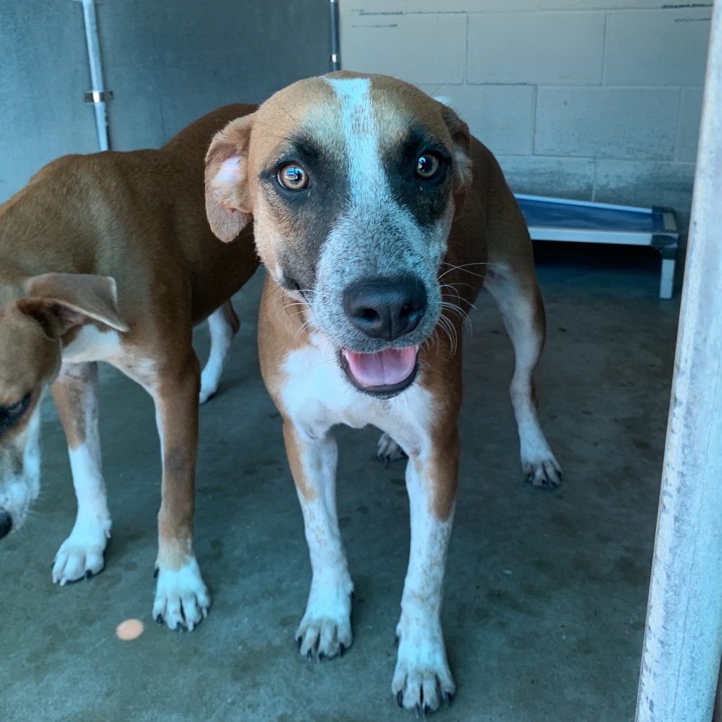ARLETTE - Cattle Dog, Australian (Red Heeler) / Shepherd available for adoption