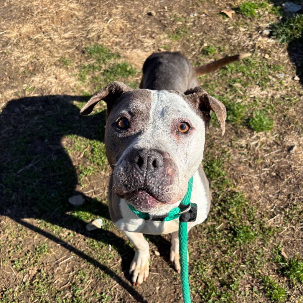 Dino Nugget — thumbnail 3