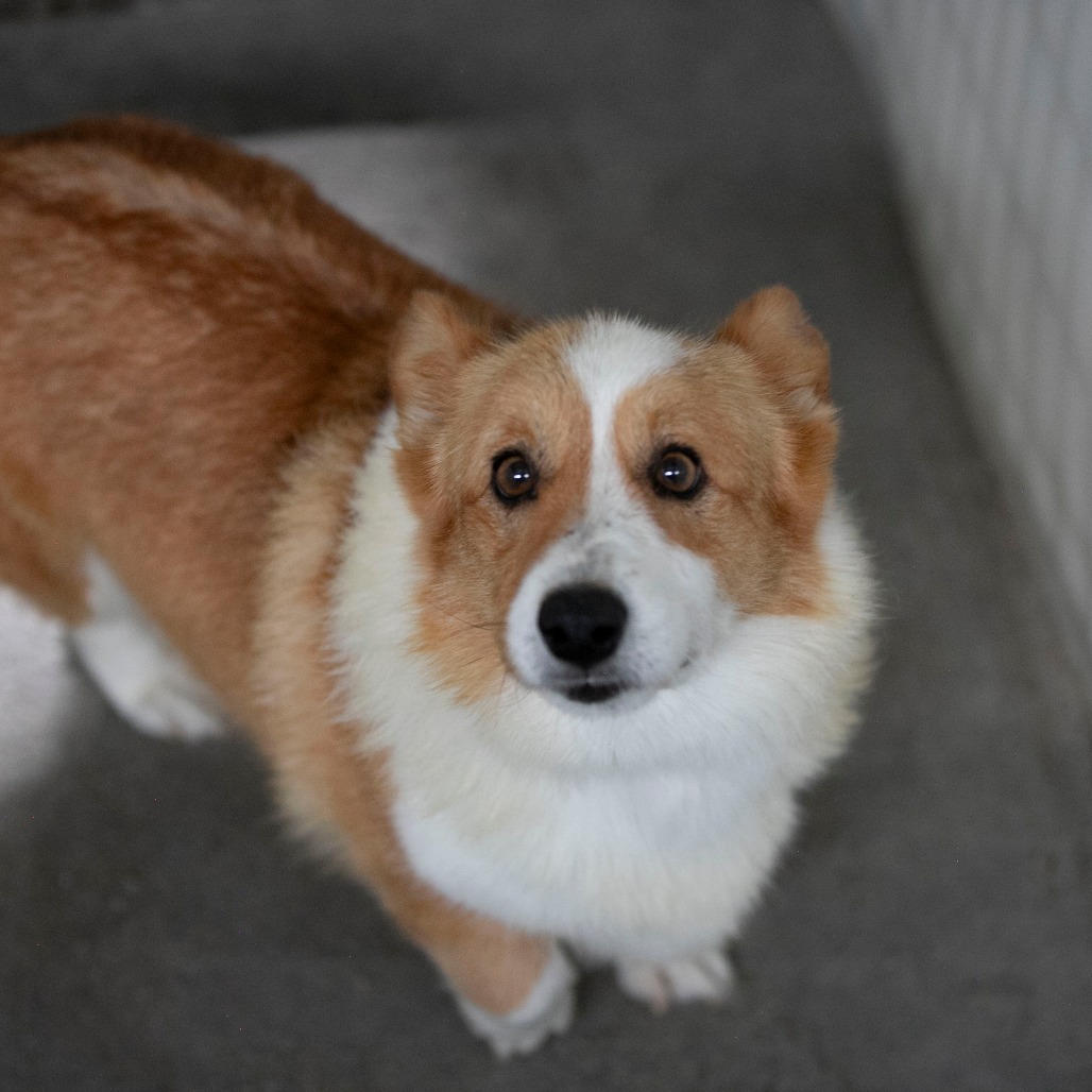 CHAI (AG26-286) - Corgi / Pembroke Welsh available for adoption