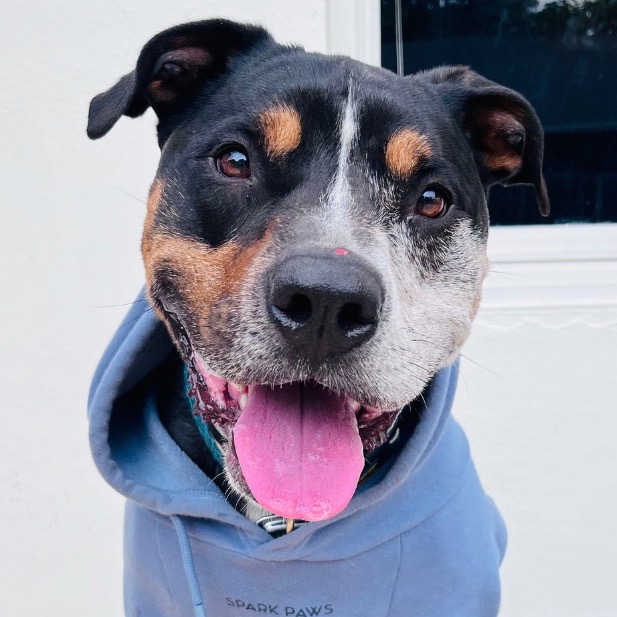 Image of Bear looking at the camera