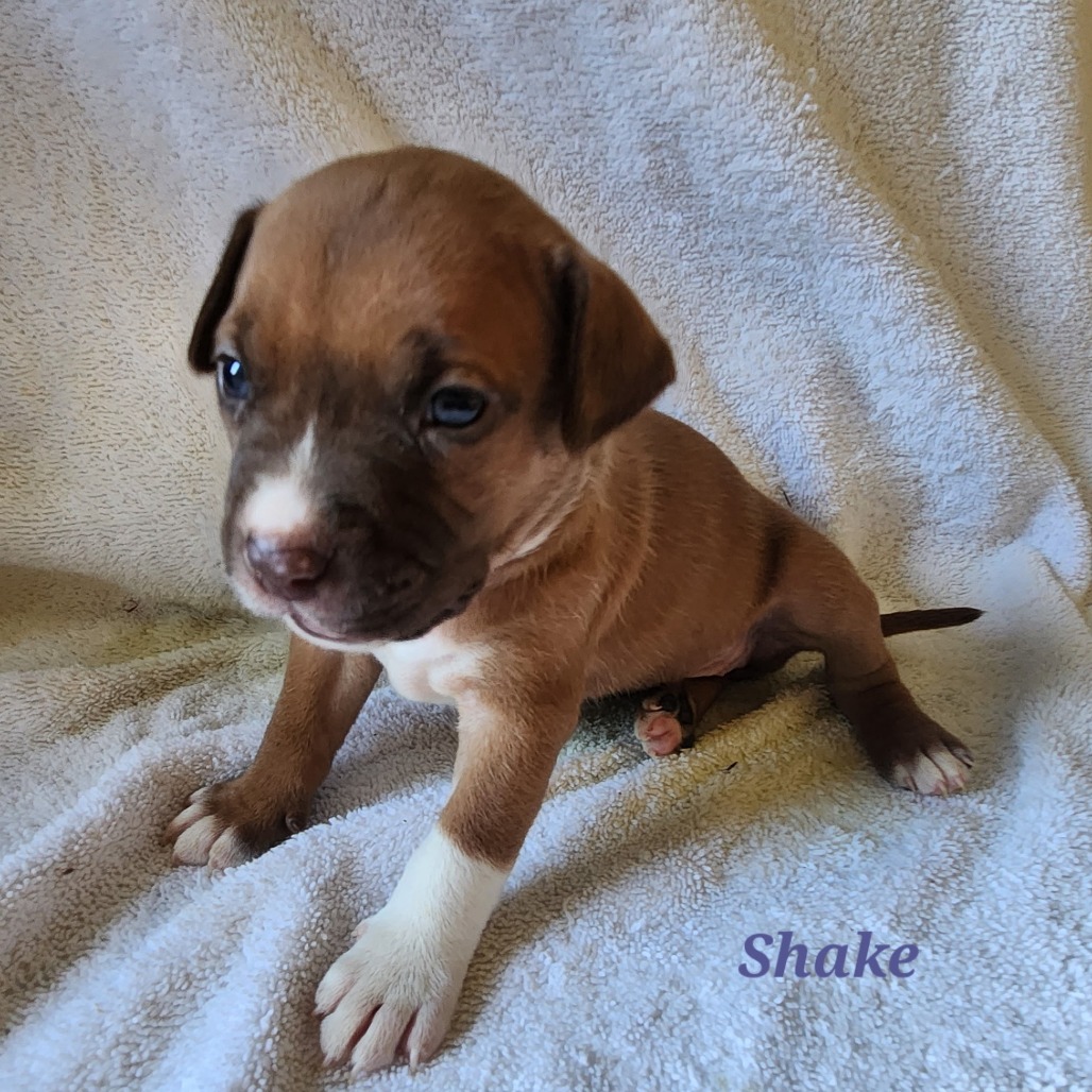 Mixed Breed