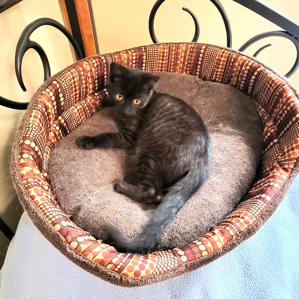 Jada C12130