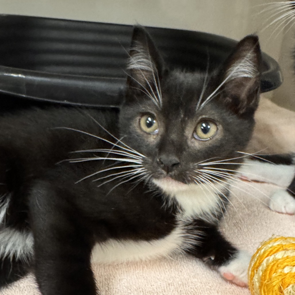 Geo (green collar) - Domestic Shorthair