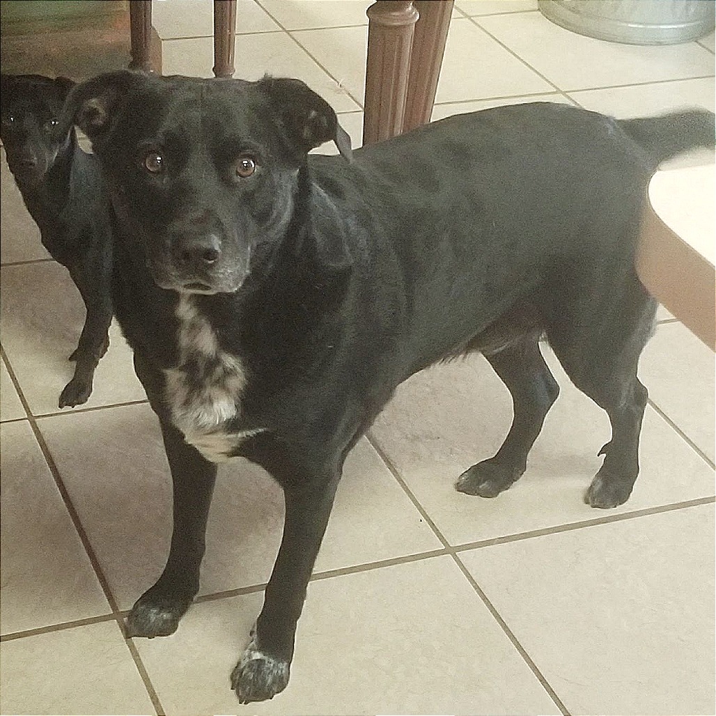 Photo of Roscoe