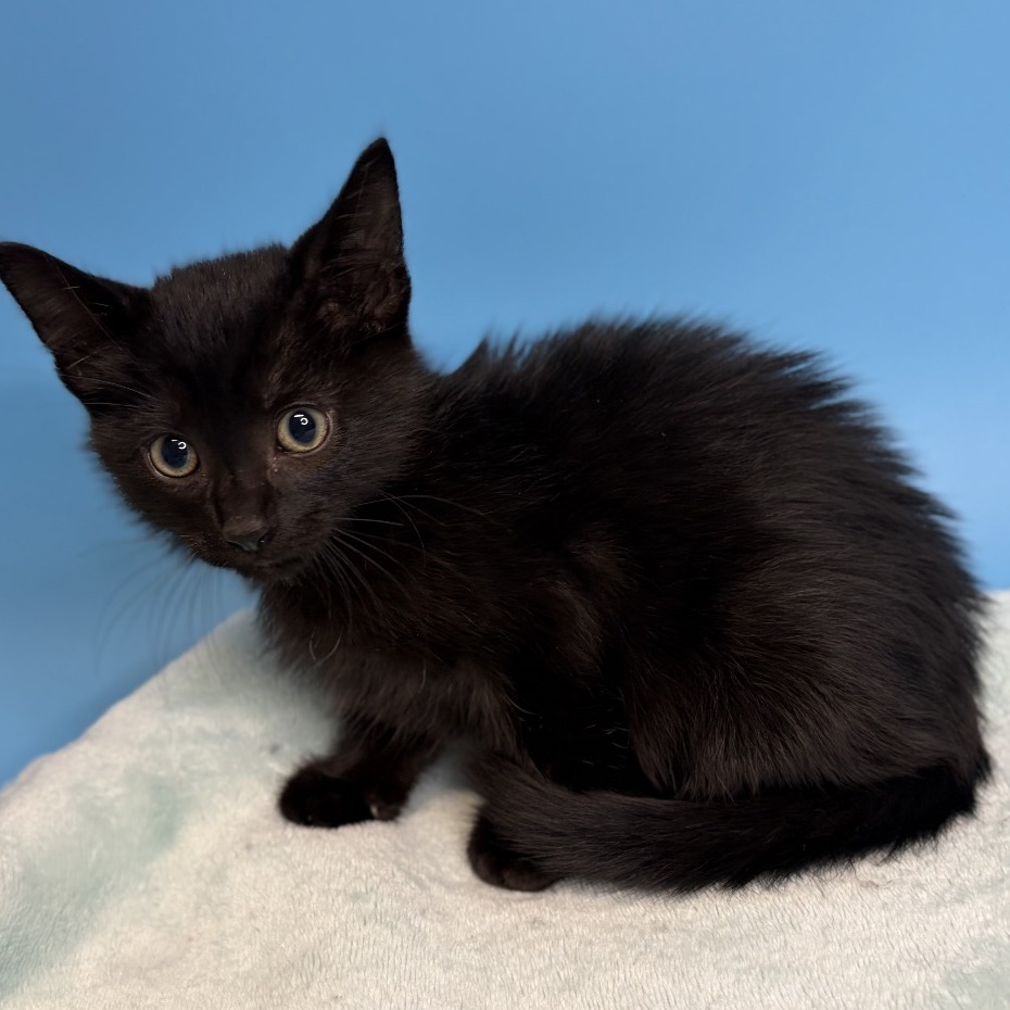 MILES - Domestic Medium Hair available for adoption