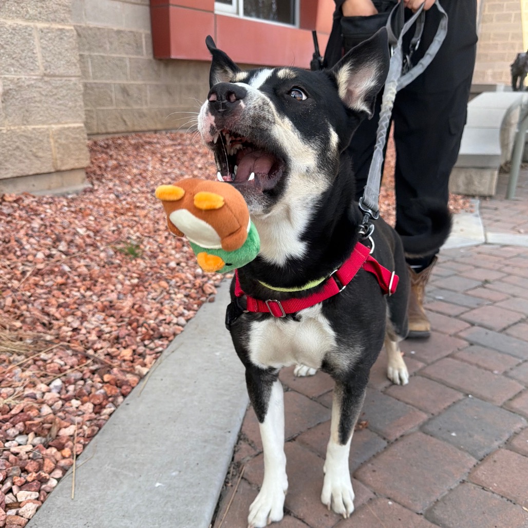 Ducky — thumbnail 2