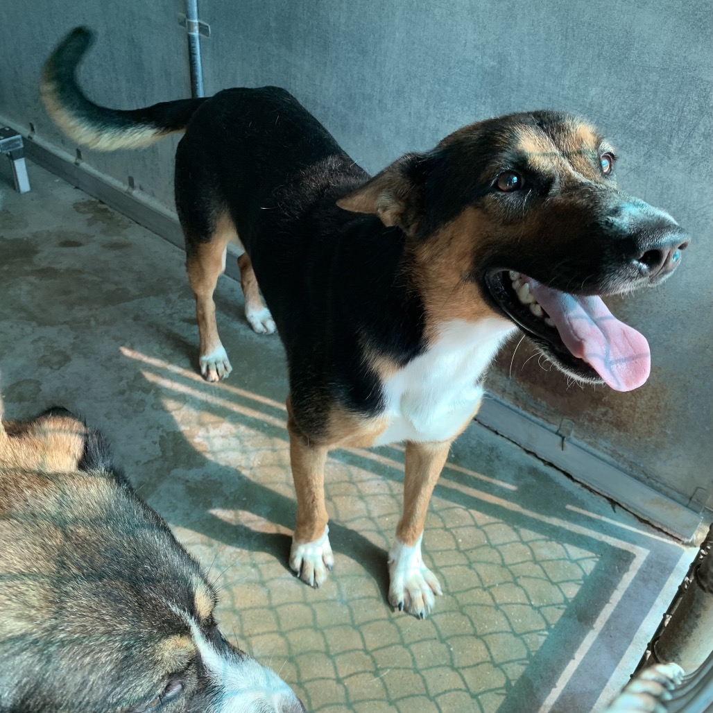 VAQUERO - Shepherd / Mixed Breed (Medium) available for adoption