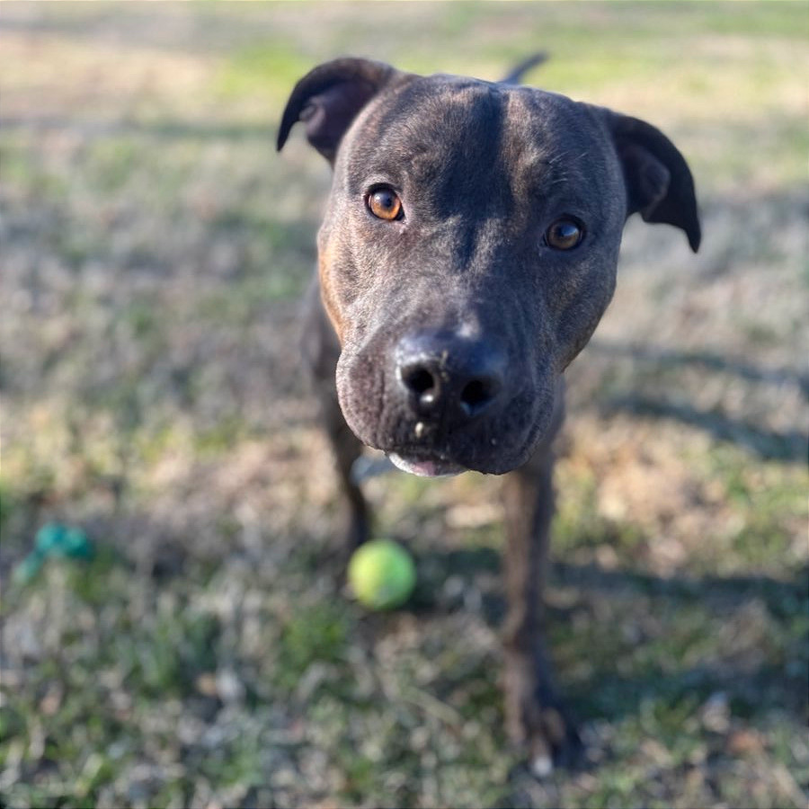 Keebler — thumbnail 9