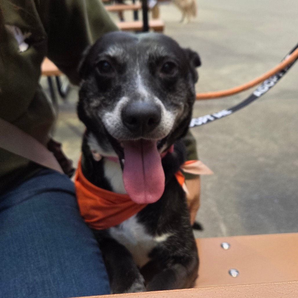 Mem Fish Rescue Puppy is available for adoption at Memphis Animal Services