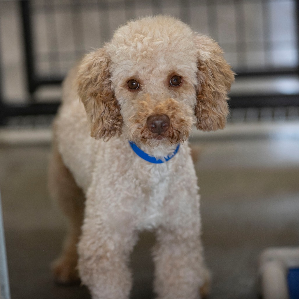 EVERETT (JY26-47) - Poodle / Poodle available for adoption