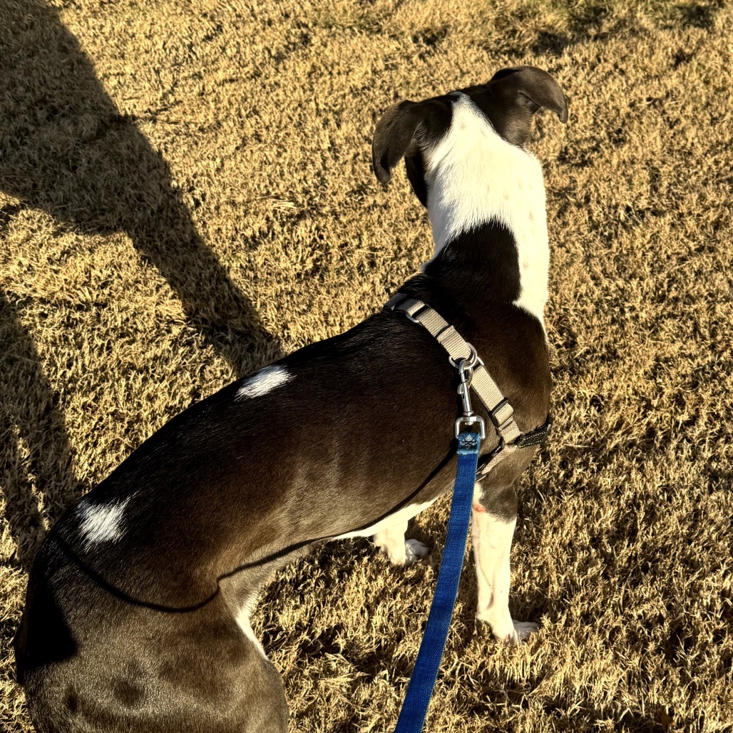 Tilly, photo 3