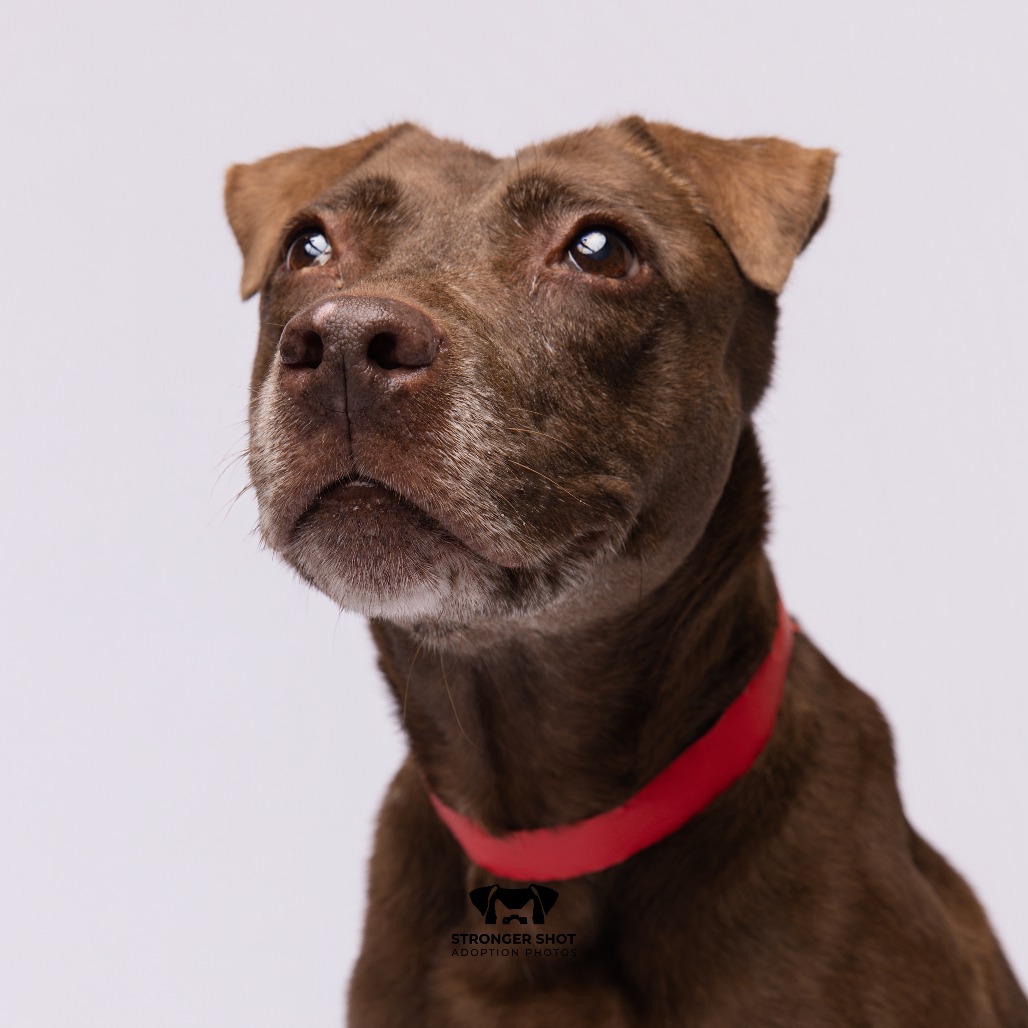 Lori ( Lady), adoptable senior Terrier / Terrier