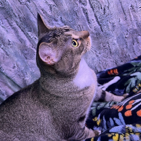 Maggie, photo 6