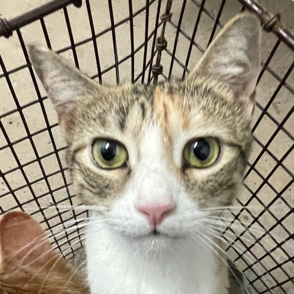 OLIVE - Domestic Shorthair available for adoption