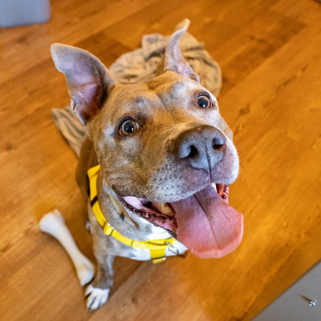 BULE - Terrier / American Pit Bull available for adoption