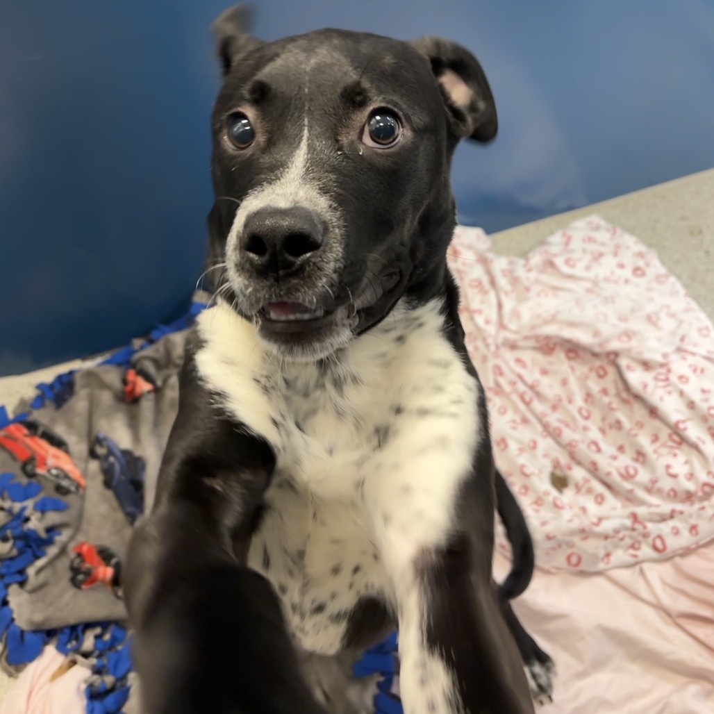 CLUTCH - Mixed Breed (Medium) available for adoption