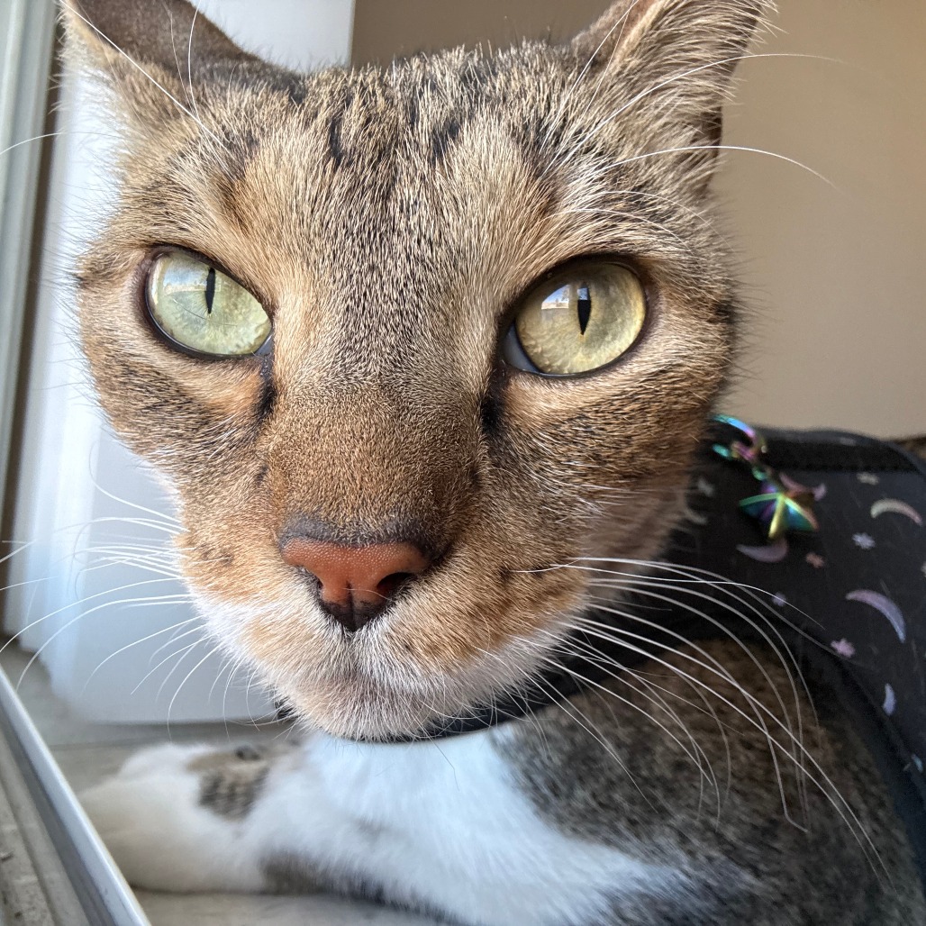 WALL-E - Domestic Shorthair available for adoption