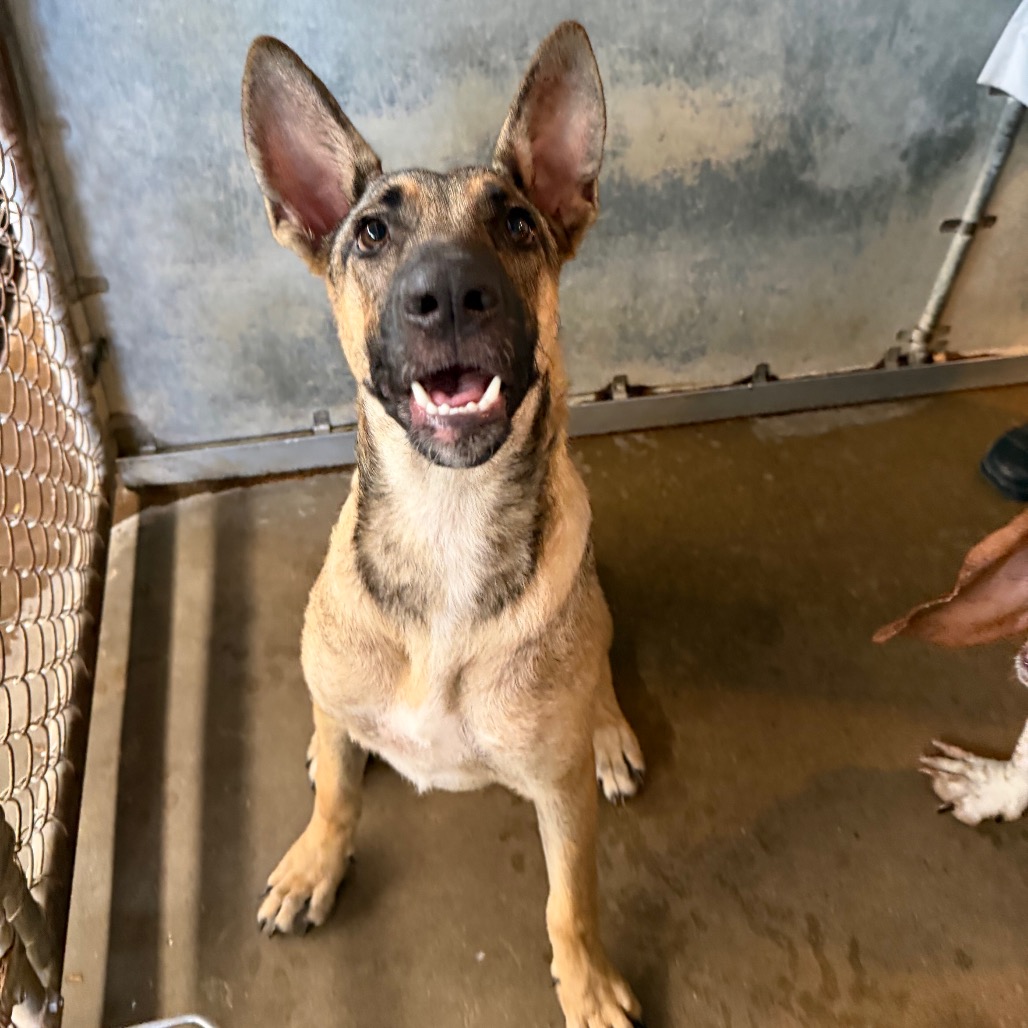 WILLOW - Shepherd available for adoption