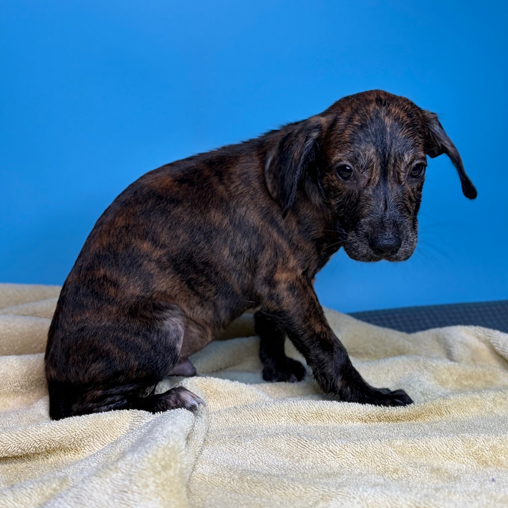 CARL - Hound / Mixed Breed (Small) available for adoption