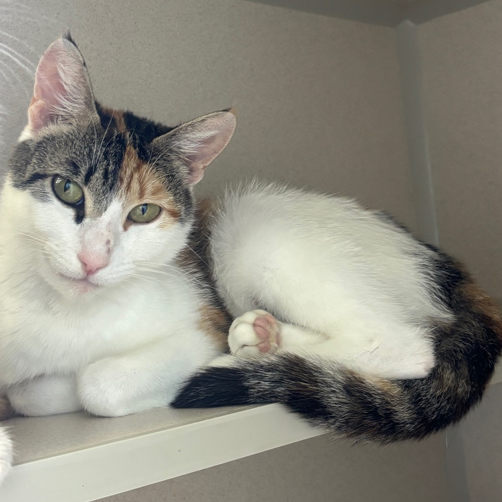 Casey - Domestic Shorthair