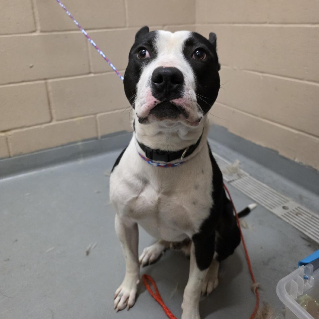 Pit Bull