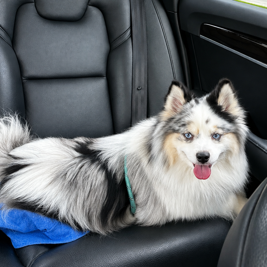 REN (ADOPTION PENDING) - Pomeranian / Husky, Siberian available for adoption