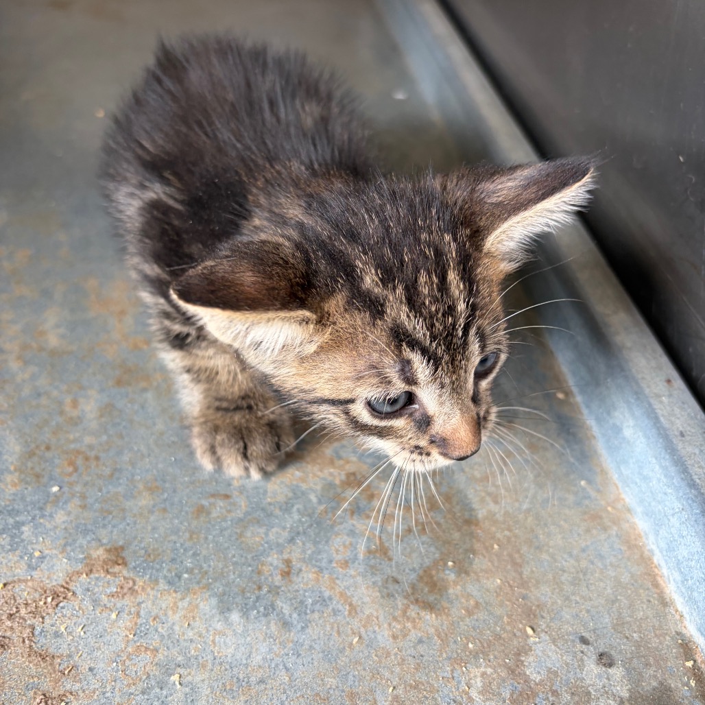ANDRE - Domestic Shorthair available for adoption