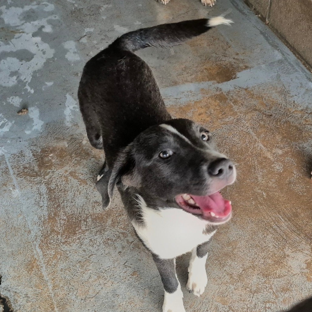 Foggy , available for adoption at PVAS
