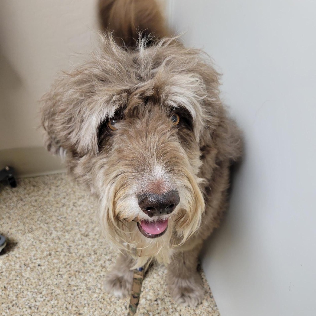 EGGBERT - Poodle / Husky available for adoption