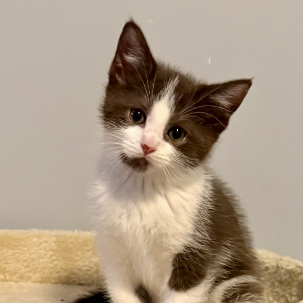 BLANKET - Domestic Shorthair available for adoption