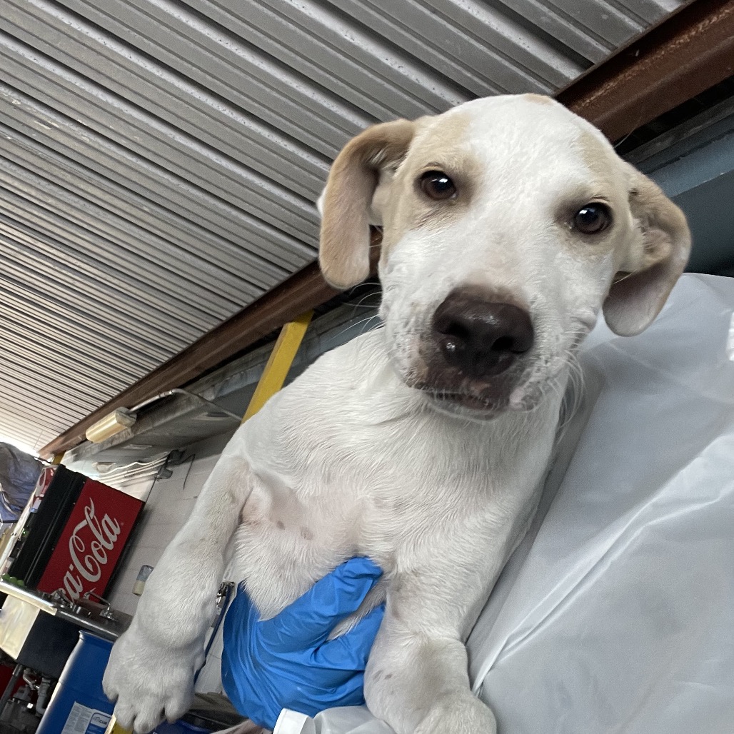 BACON - Retriever, Labrador / Mix available for adoption