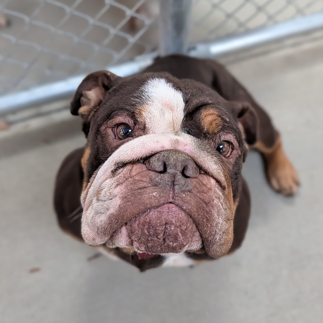 Cricket — thumbnail 3