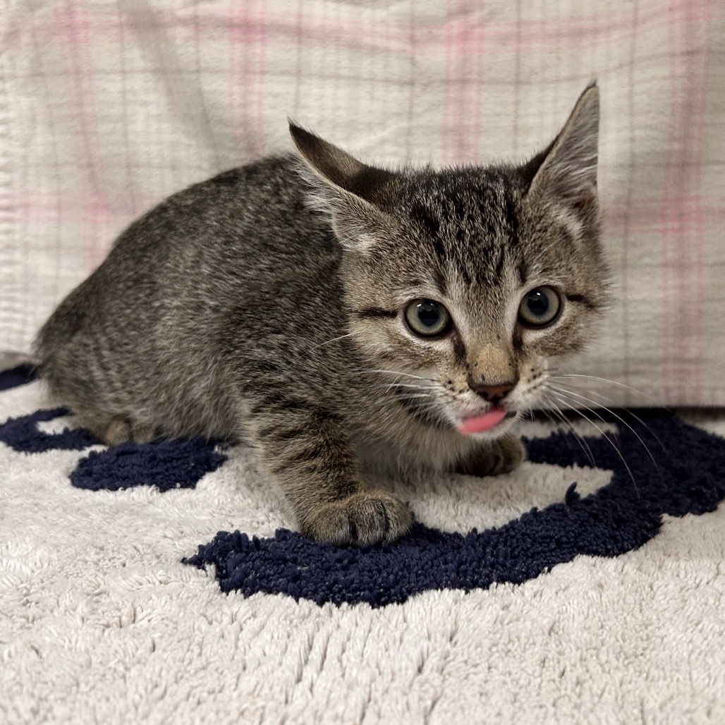 ASTEROID - Domestic Shorthair / Domestic Shorthair available for adoption