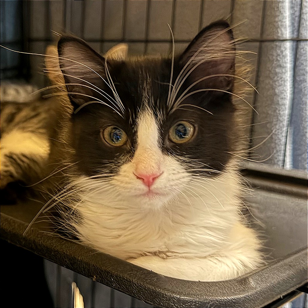 Barrel Cactus: Male 3 Domestic Shorthair
