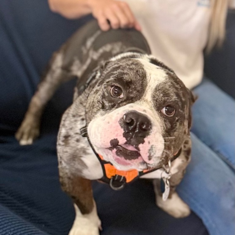 Another portrait of Ronnie