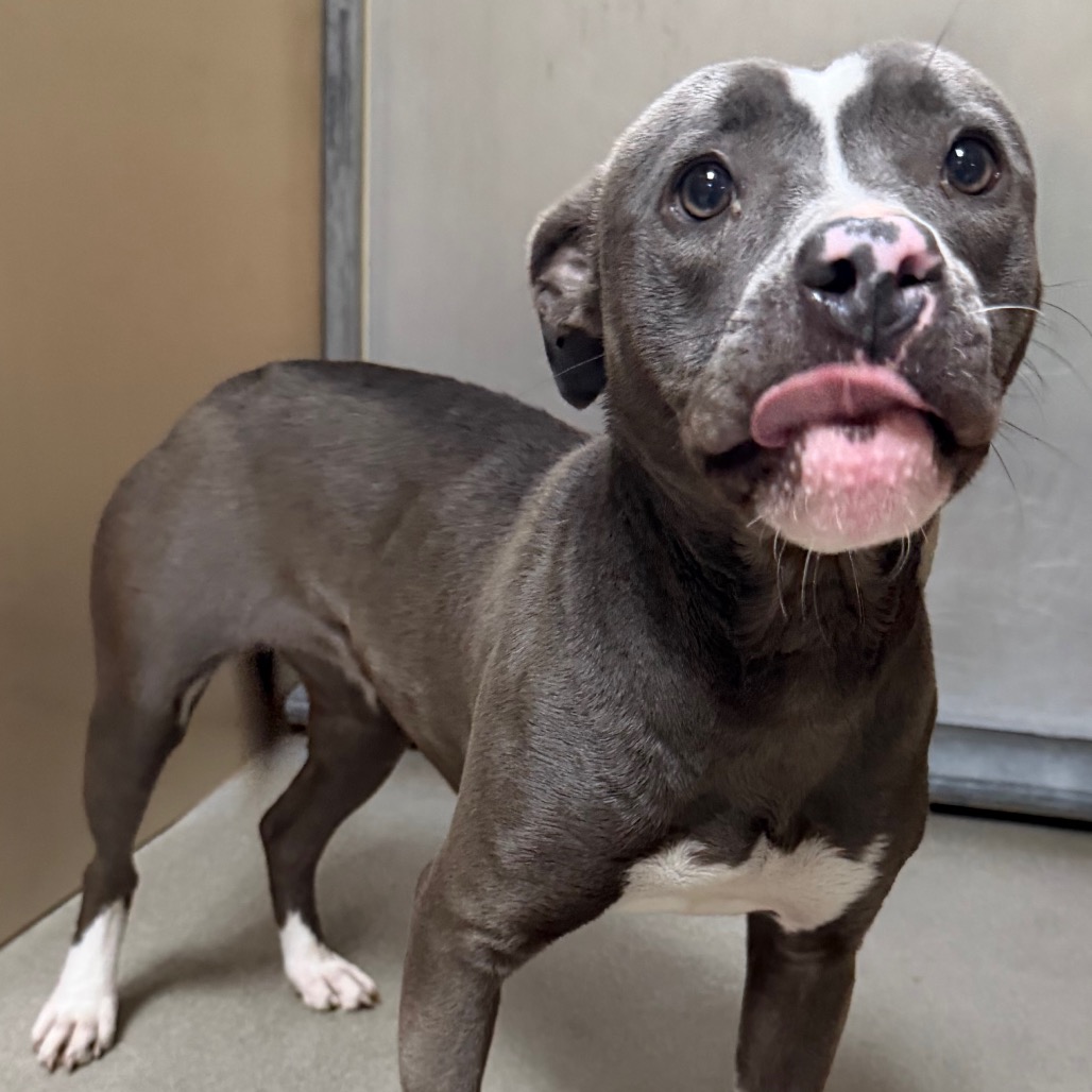 Kennel#25 Stormy's preview photo