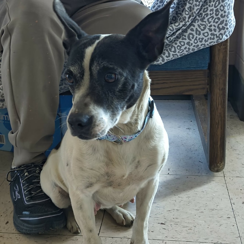 Tilly — thumbnail 2